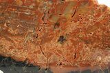 Polished Petrified Wood (Araucarioxylon) - Arizona #284313-1